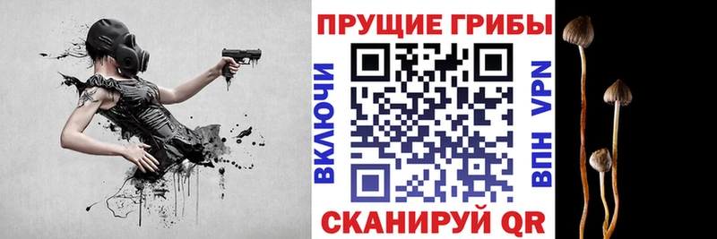 Галлюциногенные грибы Psilocybine cubensis  Кириши 